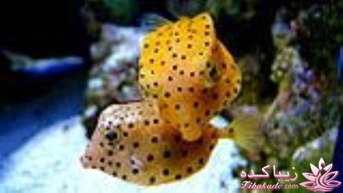 دنیای زیر آب